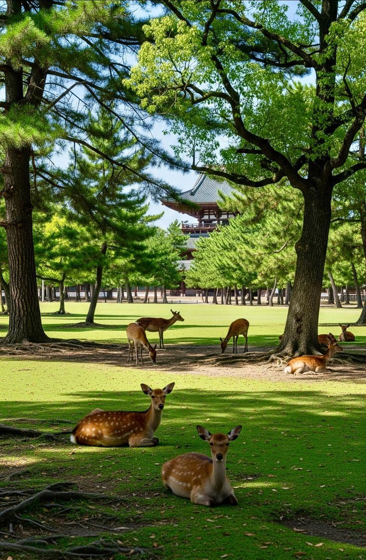 Des cerfs en liberté dans le parc de Nara
